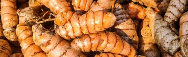 fresh-turmeric-root